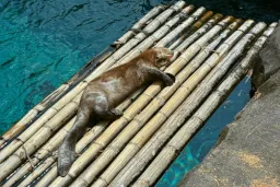 Otter on raft
